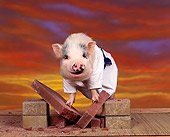 PIG 01 RK0011 21
Karate Pig On Bricks