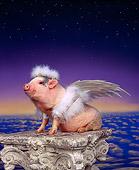 PIG 01 RK0026 10
Humorous Pig 