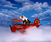 PIG 01 RK0028 11
Flying Sausage Pig In Bomber Jacket Flying In Airplane