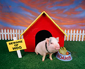 PIG 01 RK0031 26
Pig in Dog House.