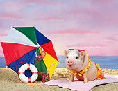 PIG 01 RK0035 24
Humorous Shot 