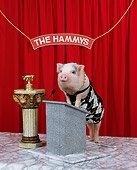 PIG 01 RK0040 19
Pig making speech.
