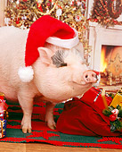 PIG 01 RK0048 10
Vietnamese Pot-Bellied Pig Wearing Santa Hat By Christmas Tree And Presents: Santa Hog