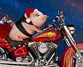 PIG 01 RK0049 09
Vietnamese Pot Bellied Pig On Motorcycle Wearing Santa Hat