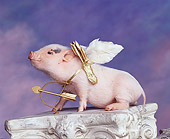 PIG 01 RK0052 02
Vietnamese Pot Belly Cupid Pig Wearing Wings With Bow And Arrow On Pedastal