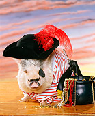 PIG 01 RK0053 11
Vietnamese Pot-Bellied Pirate Pig Sitting By Pot Of Jewels Sunset Background