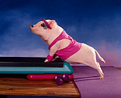 PIG 01 RK0072 04
Vietnamese Pot Bellied Aerobic Piggy Leaning On Step By Weights