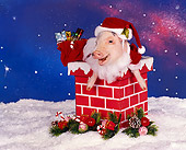 PIG 01 RK0085 14
Vietnamese Pot Bellied Pig In Santa Outfit In Chimney