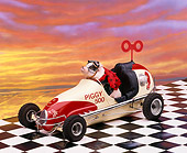 PIG 01 RK0096 07
Vietnamese Pot Bellied Pig Driving Car