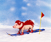 PIG 01 RK0101 11
Vietnamese Pot Bellied Pig Skiing On Snow