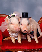 PIG 01 RK0104 04
Pig Bride And Groom Sitting On Couch