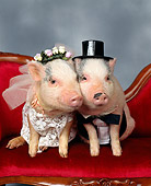 PIG 01 RK0104 05
Pig Bride And Groom Sitting On Couch