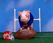PIG 01 RK0111 09
Pigskin Football Pig Leaning On Football On Field
