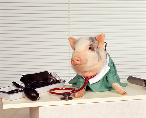 Pig At Desk