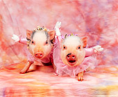 PIG 01 RK0123 01
Swine Lake