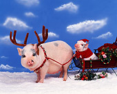 PIG 01 RK0126 08
Santa Piggy