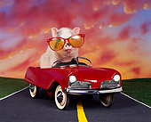 PIG 01 RK0129 02
Road Hog Pig Wearing Big Sunglasses In Red Car On Road