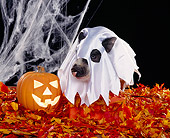 PIG 01 RK0132 08
Happy Hog O Ween