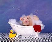 PIG 01 RK0133 25
Hog Wash 2