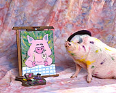 PIG 01 RK0143 08
Pigaso