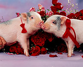 PIG 01 RK0146 08
Hogs And Kisses