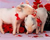 PIG 01 RK0146 21
Hogs And Kisses