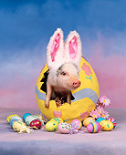 PIG 01 RK0153 02
Ham and Eggs Pig.