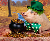 PIG 01 RK0160 02
Leprehog