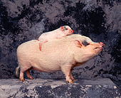 PIG 01 RK0161 09
Piglet Riding Piggyback On Boar Gray Marble Background