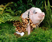 PIG 01 RK0164 05
Hog Wild
