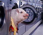 PIG 01 RK0168 29
Hog Wash: Head Shot Of Vietnamese Pot-Bellied Pig In Washing Machine