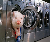 PIG 01 RK0168 32
Hog Wash: Head Shot Of Vietnamese Pot-Bellied Pig In Washing Machine