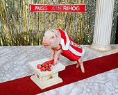 PIG 01 RK0185 18
Miss Amerihog