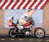 PIG 01 RK0189 15
Motorcycle Chop.