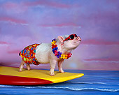 PIG 01 RK0194 01
Hang Four Pig Surfing