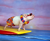 PIG 01 RK0194 03
Hang Four Pig Surfing