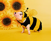 PIG 01 RK0195 02
Bumble Pig In Bee Outfit By Sunflowers Studio