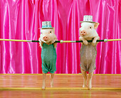 PIG 01 RK0198 14
Two Pigs In Costume Dancing On Stage With Pink Curtain