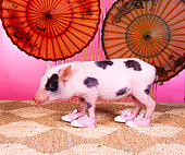 PIG 01 RK0199 08
Moo Shoo Pork