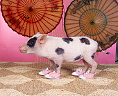 PIG 01 RK0199 09
Moo Shoo Pork