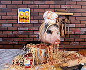 PIG 01 RK0201 12
Chef Boar R Dee