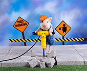 PIG 01 RK0213 02
Jack Ham-mer Pig Jackhammering Cement