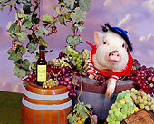 PIG 01 RK0235 13
Swine Maker Pig In Barrel Of Grapes