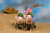 PIG 01 RK0239 01
Hamouflage