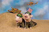 PIG 01 RK0239 02
Hamouflage