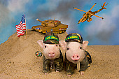PIG 01 RK0239 03
Hamouflage