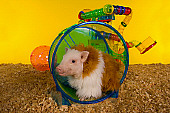 PIG 01 RK0240 01
Hamster