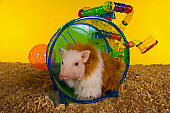 PIG 01 RK0240 02
Hamster
