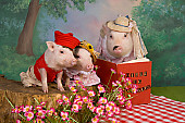 PIG 01 RK0245 02
Pig Tales