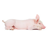 PIG 02 JE0001 01
Piglet Laying On White Seamless Profile